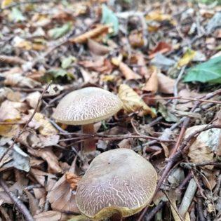 Widokowka Zacisze Brodnica Dolna